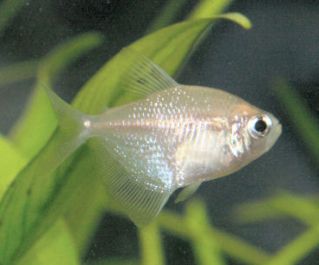 Тернеция золотая купить