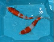 Японский карп кои Кохаку 20см (YAKK)