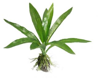 Искусственное растение 15см 