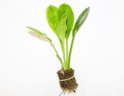 Эхинодорус мелкоцветный Тропика (пучок) (В017)