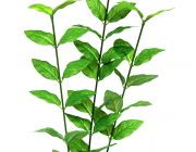 V Шелковое растение 