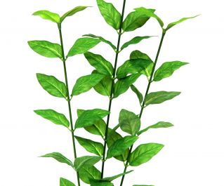 Шелковое растение 