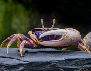 Африканский манящий краб (КК003)