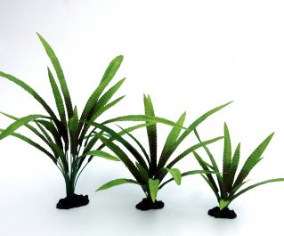 Шелковое растение 