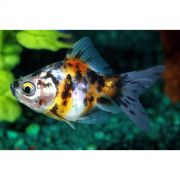 Риукин ситцевый 7-8см