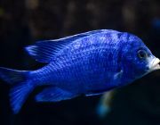 Плаcидохромис фенохилус 5см (CH030)