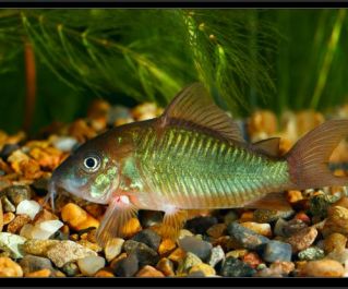 Коридорас Брохис зеленый 3см (PU-015)