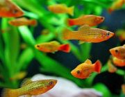 Пецилия солнечная 2,5см