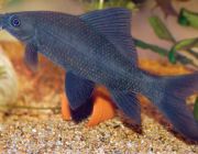 Лабео черный (морулиус) 5 см