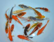 Карп кои ассорти 10 см