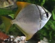 Монодактил Аргентус 4см (TP102)