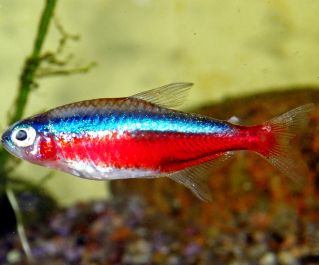 Неон красный купить