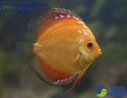 Дискус золотая радуга