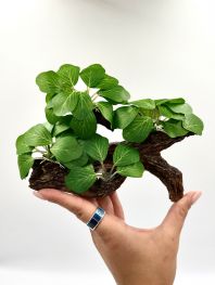 Искусственное растение 