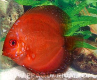 Дискус красная голубиная кровь купить 5см