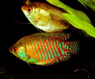 Лялиус радужный купить 4см