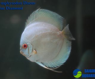 Дискус голубой бриллиант купить