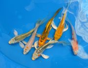 Карп кои бабочка вуалевый 12см