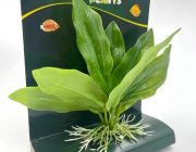 Искусственное растение 10см 