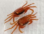 Краб вампир томатный (КМ004)