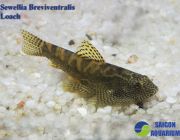 Севилья бревивентралис 5см (WSBZ56)