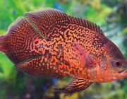 Астронотус ассорти 7-8см (А-002)