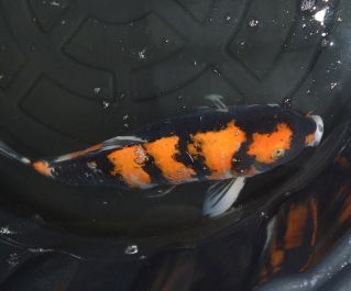 Продажа карпов кои с выбором по фотографии