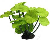 V Шелковое растение 