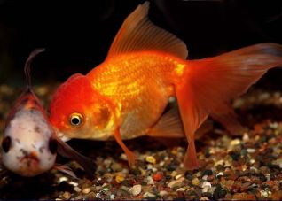 Оранда красная 7-8см купить