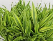 Драцена сандера золотая (горшок) (B132)