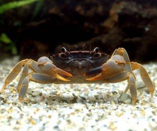 Краб матано белоногий (КМ002)