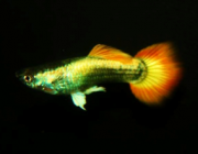 Гуппи самцы сансет германские