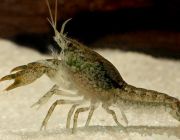 Рак болотный карликовый (W002)