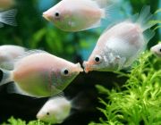 Гурами целующийся розовый 5-6см (А-008)