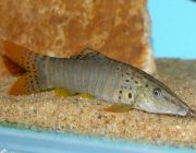 Боция красноплавничная тигровая 7,5см (SV-11)