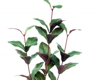 Шелковое растение 