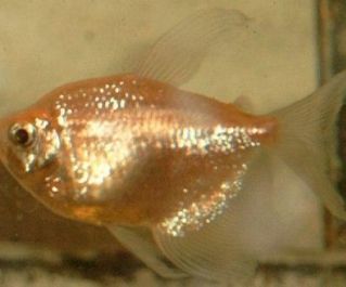 Тернеция золотая вуалевая (А-006)