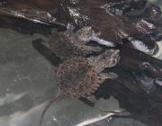 Каймановая черепаха Chelydra serpentine (Common Snapping Turtle) 7-8 см (KMМ)