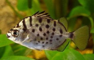 Селенотока мультифасциата 4 см (S001-4)