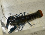 Рак голубая луна 6-9см (RAC-69)