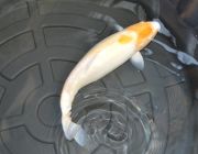 Карп кои лот 8 (ККL008)