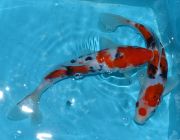 Японский карп кои Санке 20см (YAKS)