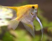 Скалярия золотая 3-4см (R-SK-P)