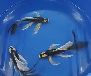 Карп кои купить лот 9 (ККL009) выбрать по фото