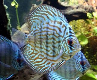 Дискус голубой туркис купить 6см