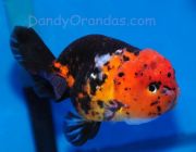 Львиноголовка ситцевая 6-7см