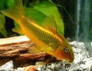 Коридорас перуанский золотая полоса