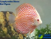 Дискус красный пиджен (CI016d)