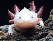 Аксолотль альбинос