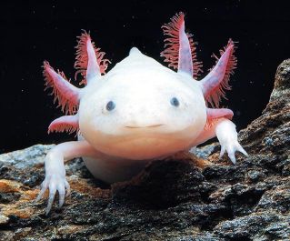 Аксолотль альбинос (белый) купить с доставкой